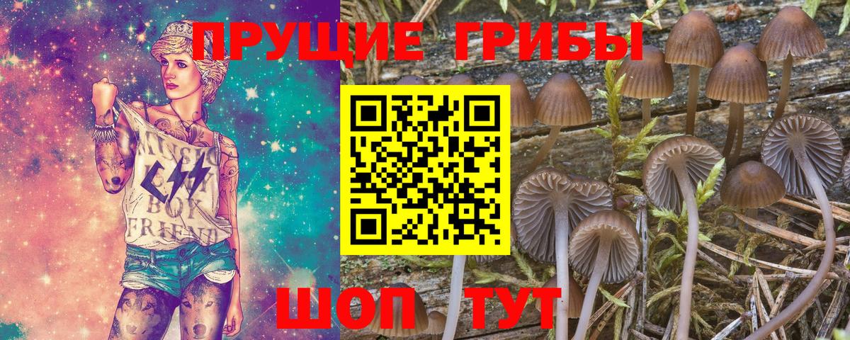 Псилоцибиновые грибы Cubensis Светлоград